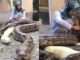 Chalwa pythons Meet The 14 Year Old Girl Who Has 6 Huge Pythons As Pet -[PHOTOS]