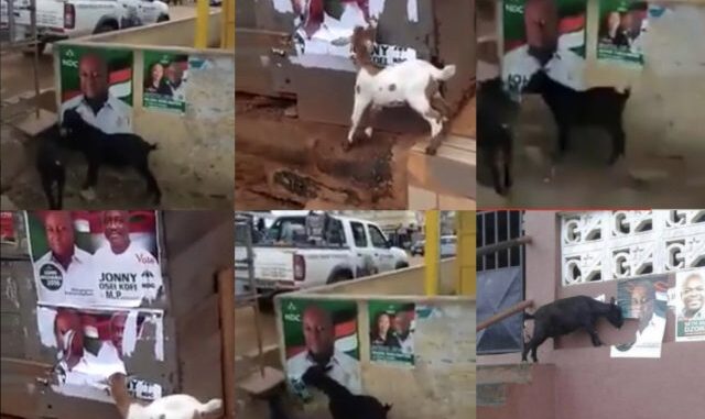 PHOTOS Of GOATS Chewing John Mahama's Campaign Poster Goes VIRAL and Gets People Talking -WATCH