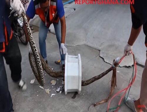 Big Poisonous Snake Bites Man's Penis While Sitting On Toilet -[WATCH VIDEO]