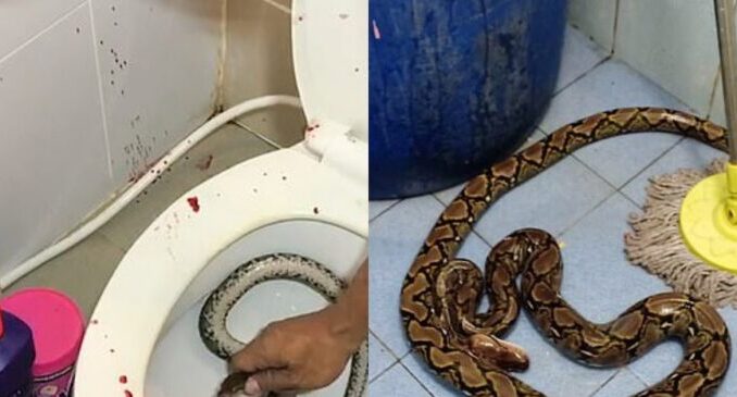Woman Gets Bitten By Big Snake While Using The Toilet -[SEE PHOTOS]