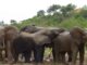ELEPHANTS Ghana's Elephants Which Disappeared in 2005 Mysteriously Return Home; Get Everyone Talking -WATCH VIDEO
