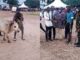 download 2021 07 31T032108.795 Soldiers Gifted A Big Bull By Waala Overlord For Winning Football Match -SEE PHOTOS