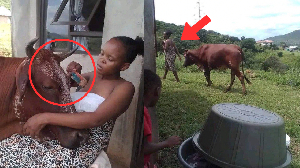 cow girl What Is Happening Here?: See The Shocking Thing This Lady Is Caught Doing With A Fat Cow That Causes Stir -WATCH